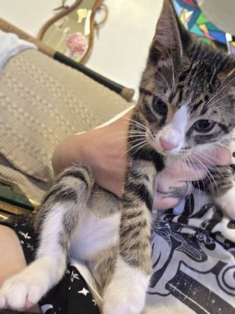 FREE KITTENS 3 NEED NEW HOMES (Centralia)63911603427587122