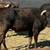 Longhorn/ corriente cattle 4 thumbnail