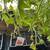 Vegetable Plants 3 thumbnail