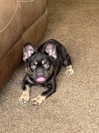Akc macho esponjoso (Graceville)