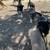 Puppies 2 thumbnail