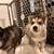 German shepherd / Husky puppies 5 thumbnail