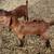 Boer wethers 3 thumbnail