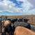 Fed Locker Beef Bulls. 24 thumbnail