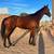 Thoroughbred Horse 7 thumbnail