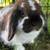 Holland Lop Bunny Rabbit  -  Flopsy 5 thumbnail