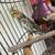 Cockatiels 5 thumbnail