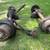 Dodge m37 Military Truck Axles 2 thumbnail