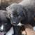 Border Collie Austrailian Shepards (Border Aussie) 12 thumbnail