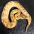Ball Python 2 thumbnail