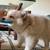 Pomsky Puppy Rehoming 2 thumbnail