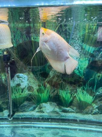 Gigante bagre dorado pez vivo (Elk Grove)63848875201027120