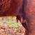Dexter cow and bull calf pair for sale 4 thumbnail