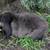 Mini lop 1 thumbnail