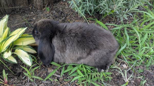 Mini lop 1