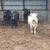 Spring calving cows 1 thumbnail