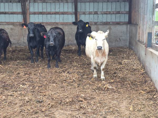 Spring calving cows 1