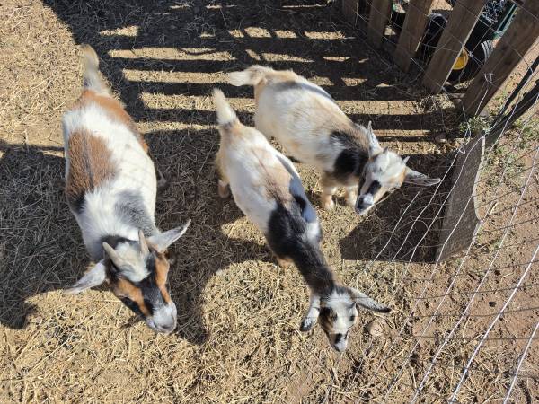 3 cabras enanas nigerianas (Pearce)