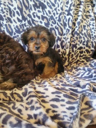Yorkie&shih tzu mix.puppy (Portsmouth)63956405722114120