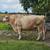 Charolais Bull 1 thumbnail