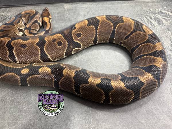 Proven Female Ball Python - 100% dbl het VPI Axanthic / Piebald (Orange Park)63682033335809122