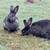 Meat rabbits 7 thumbnail