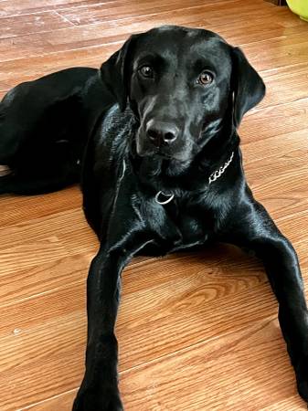 ISO Labrador stud 1