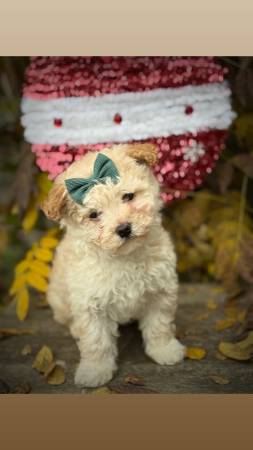 Toy poodle 1
