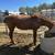 Horse 1 thumbnail