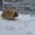 Bunnies 3 thumbnail