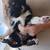 Alaskan Pit bull Puppies 7 thumbnail