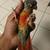 High red yellow sided greencheeks 1 thumbnail