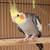 Male Cockatiel 2 thumbnail