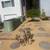 🔷 SM PRO Landscaping, Gardening, Concrete, Trees, more. Dependable🔷 2 thumbnail