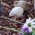 Diamond doves, button quail and zebra finches for sale 6 thumbnail