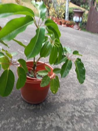ficus and Schleffera Plants, Whale tail snake plant 1