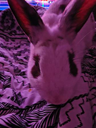 Bunnies - one female around 4 months old and then one male both good b (Nolanville Texas)
