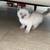 Siamese kittens 5 thumbnail