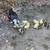 Ducks + ducklings 1 thumbnail