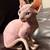 Sphynx Kitten 2 thumbnail