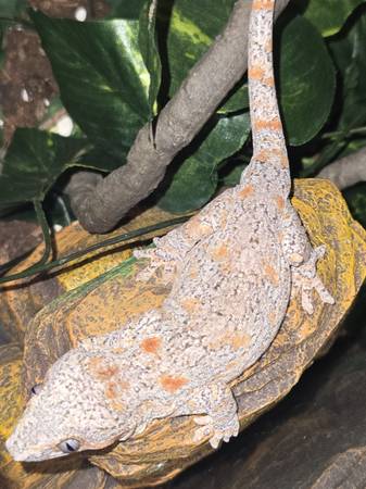 Gargoyle Gecko (Houston)63859313562753123