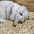 Holland lop mini lop mix (Buck) 3 thumbnail