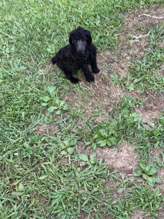Standard poodle 1