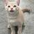 2 kittens 5 thumbnail