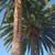 JOSE TREE CARE  SERVICE___________________________ALL SAN JOSE ,N 9 thumbnail