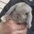 Mini lop Show/Rare Bunny / Rabbit 2 thumbnail
