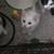Adorable cuddly kittens 2 thumbnail