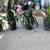 ******* SNAKE PLANTS for SALE ******* 1 thumbnail