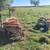 Katahdin Ewe Lambs 4 thumbnail