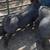 Show pigs/breeding stock 7 thumbnail